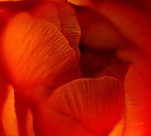 What is Cordyceps—and can it boost your performance?