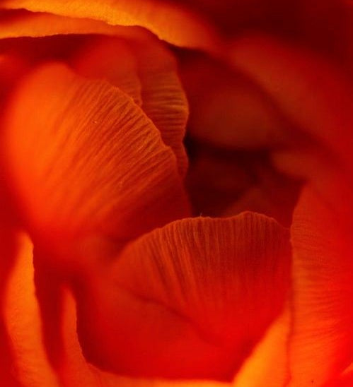 What is Cordyceps—and can it boost your performance?