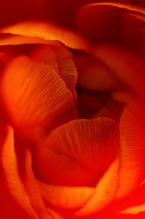 What is Cordyceps—and can it boost your performance?